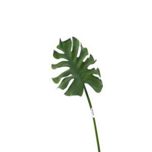 Monstera Large