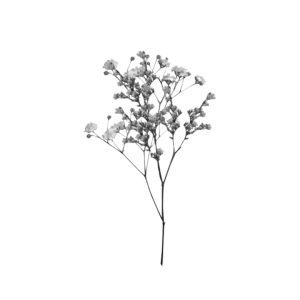 Additional Dry Flower