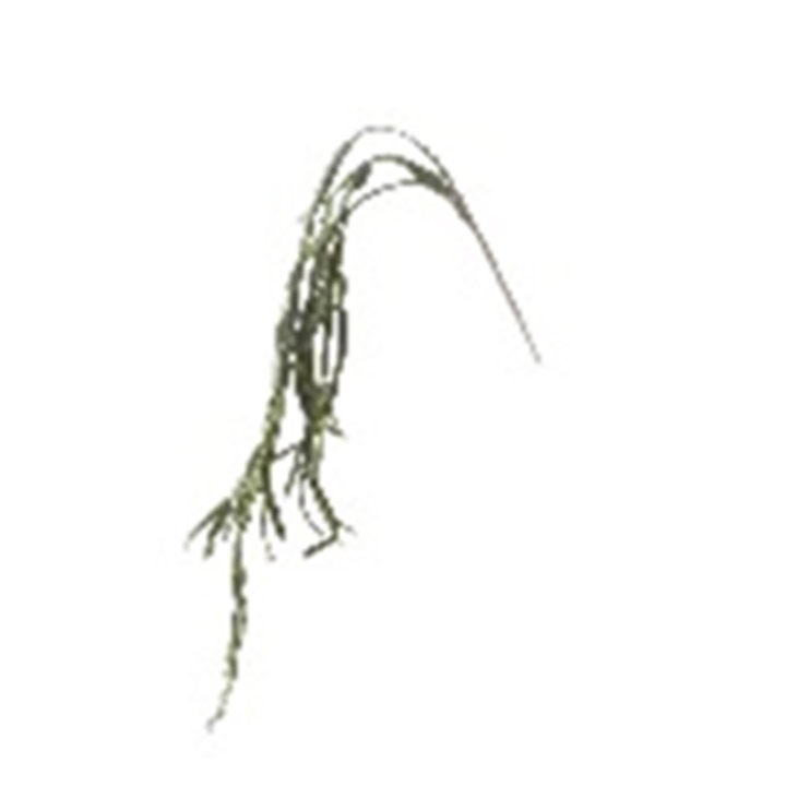 C3AF0037.jpg Koren - Image 1